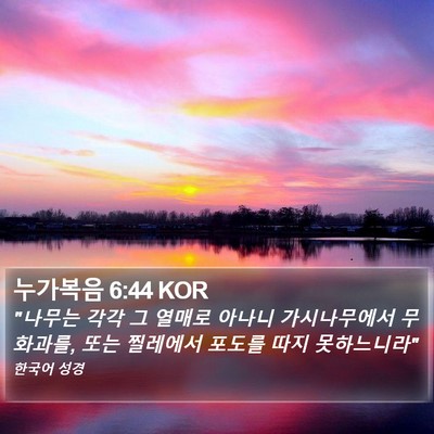 누가복음 6:44 KOR Bible Verse Image
