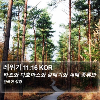레위기 11:16 KOR Bible Verse Image