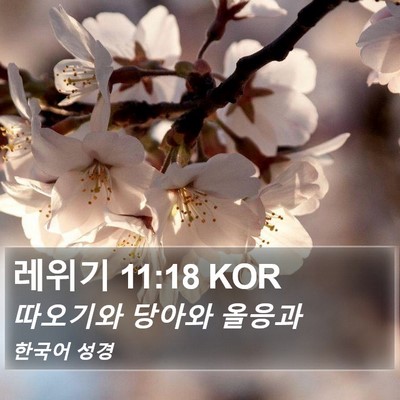 레위기 11:18 KOR Bible Verse Image