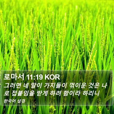 로마서 11:19 KOR Bible Verse Image