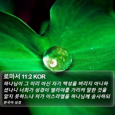 로마서 11:2 KOR Bible Verse Image