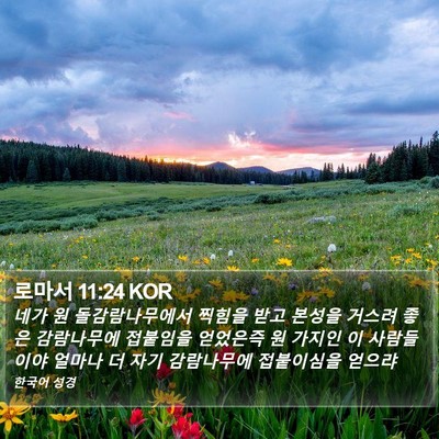 로마서 11:24 KOR Bible Verse Image