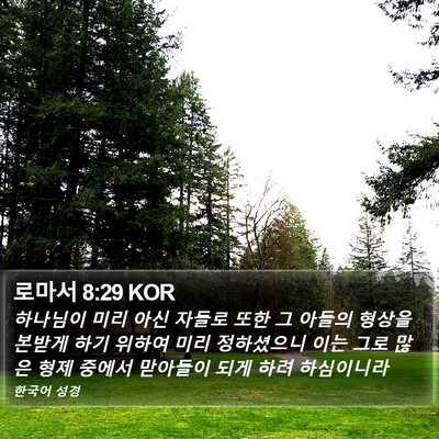 로마서 8:29 KOR Bible Verse Image