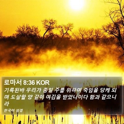 로마서 8:36 KOR Bible Verse Image