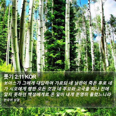 룻기 2:11 KOR Bible Verse Image
