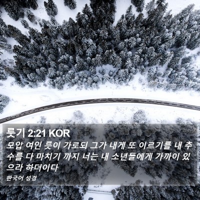 룻기 2:21 KOR Bible Verse Image
