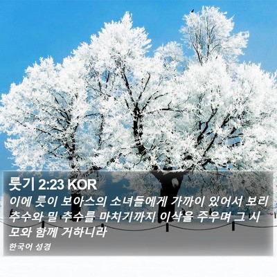 룻기 2:23 KOR Bible Verse Image