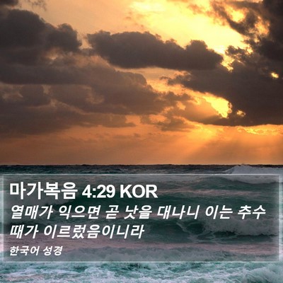 마가복음 4:29 KOR Bible Verse Image