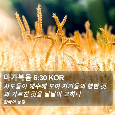 마가복음 6:30 KOR Bible Verse Image