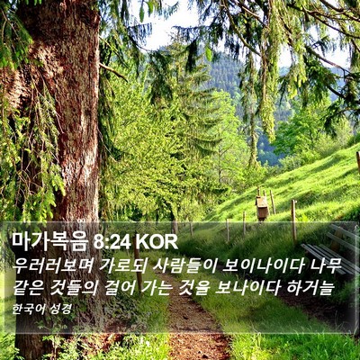 마가복음 8:24 KOR Bible Verse Image