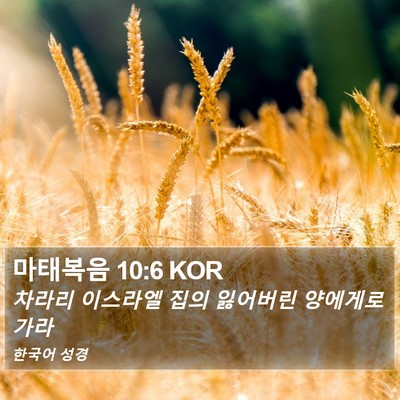 마태복음 10:6 KOR Bible Verse Image