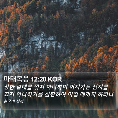 마태복음 12:20 KOR Bible Verse Image