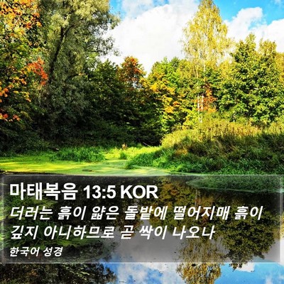 마태복음 13:5 KOR Bible Verse Image