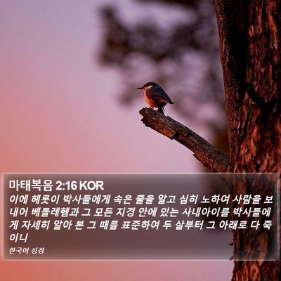 마태복음 2:16 KOR Bible Verse Image