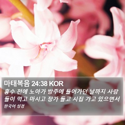 마태복음 24:38 KOR Bible Verse Image