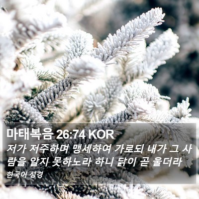 마태복음 26:74 KOR Bible Verse Image