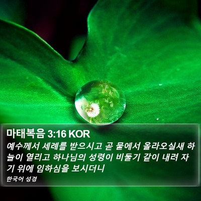 마태복음 3:16 KOR Bible Verse Image