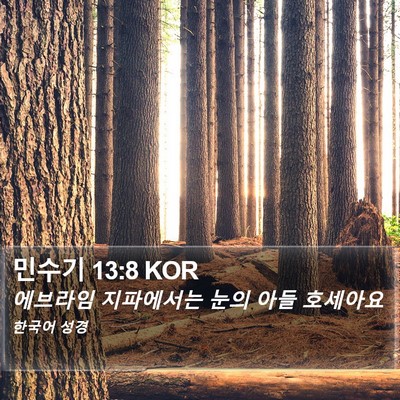 민수기 13:8 KOR Bible Verse Image