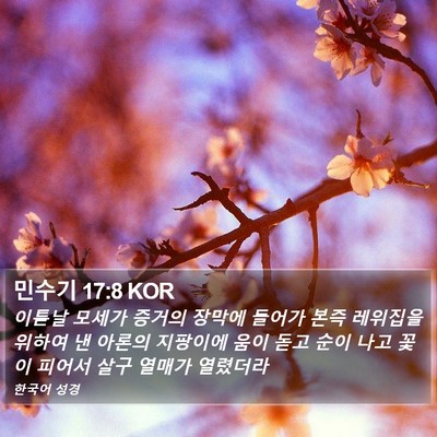 민수기 17:8 KOR Bible Verse Image