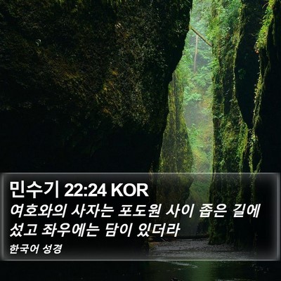 민수기 22:24 KOR Bible Verse Image