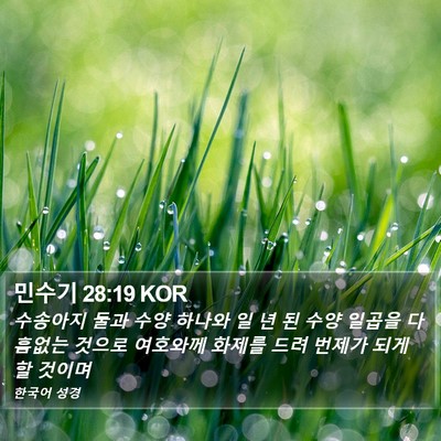 민수기 28:19 KOR Bible Verse Image