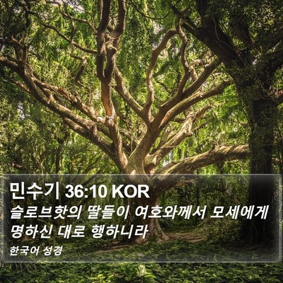 민수기 36:10 KOR Bible Verse Image