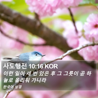 사도행전 10:16 KOR Bible Verse Image