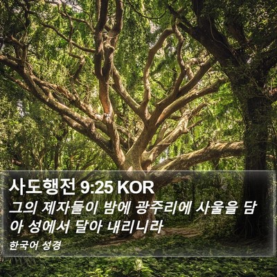 사도행전 9:25 KOR Bible Verse Image