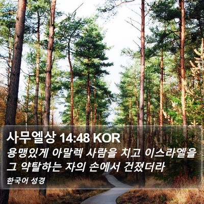 사무엘상 14:48 KOR Bible Verse Image