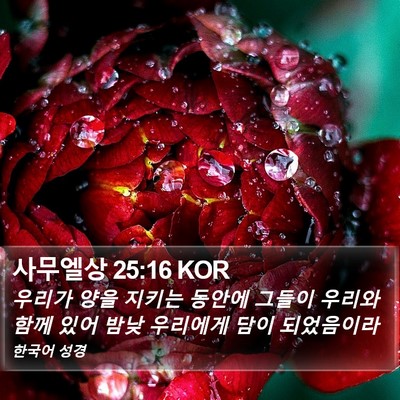 사무엘상 25:16 KOR Bible Verse Image