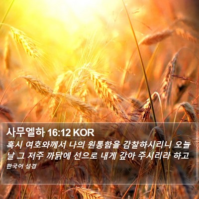 사무엘하 16:12 KOR Bible Verse Image