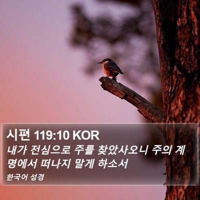 시편 119:10 KOR Bible Verse Image