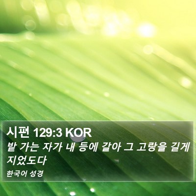 시편 129:3 KOR Bible Verse Image