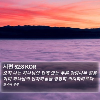 시편 52:8 KOR Bible Verse Image