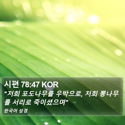 시편 78:47 KOR Bible Verse Image