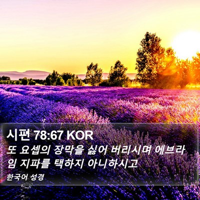 시편 78:67 KOR Bible Verse Image