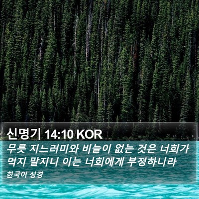 신명기 14:10 KOR Bible Verse Image