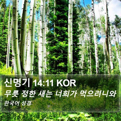 신명기 14:11 KOR Bible Verse Image