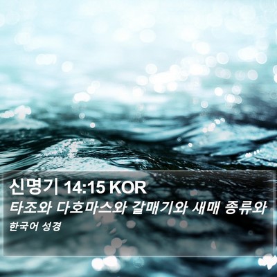 신명기 14:15 KOR Bible Verse Image