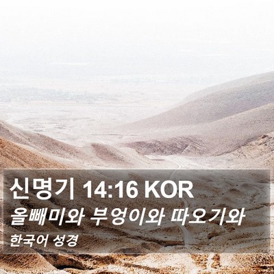 신명기 14:16 KOR Bible Verse Image