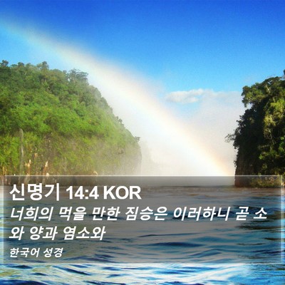 신명기 14:4 KOR Bible Verse Image