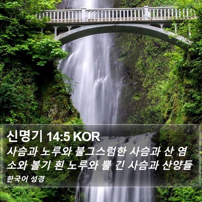 신명기 14:5 KOR Bible Verse Image