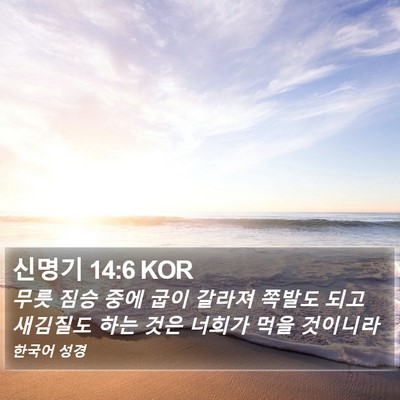 신명기 14:6 KOR Bible Verse Image