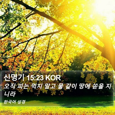 신명기 15:23 KOR Bible Verse Image