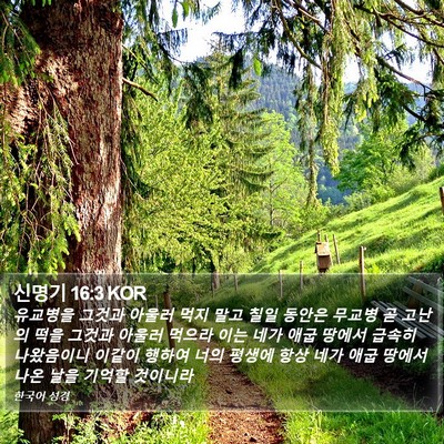 신명기 16:3 KOR Bible Verse Image