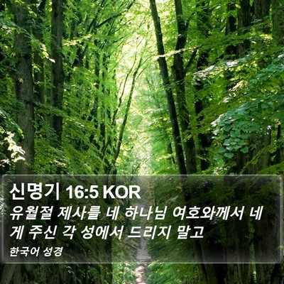 신명기 16:5 KOR Bible Verse Image