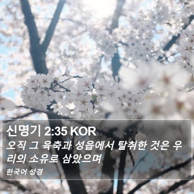 신명기 2:35 KOR Bible Verse Image