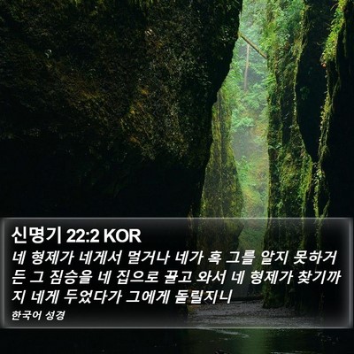 신명기 22:2 KOR Bible Verse Image
