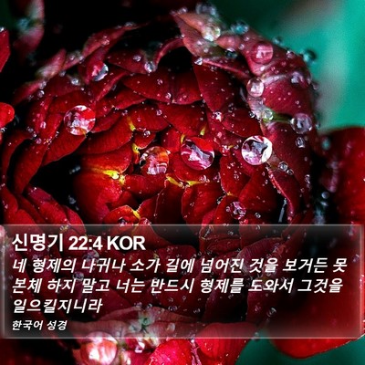 신명기 22:4 KOR Bible Verse Image