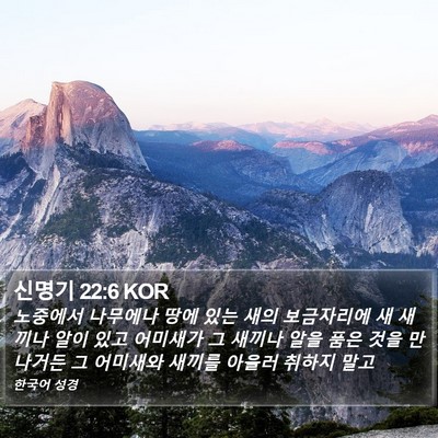 신명기 22:6 KOR Bible Verse Image